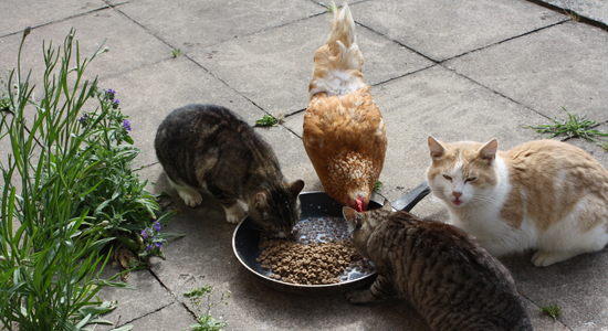 Feeding the cats