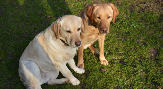 2 freundliche Labradorhunde auf Lilleskovgaard